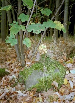 Moosbewachsener Stein