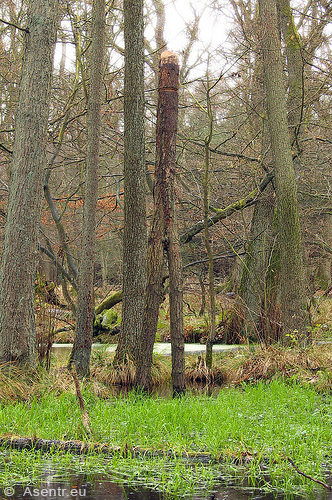 AStgabel-Idol der Nerthus
