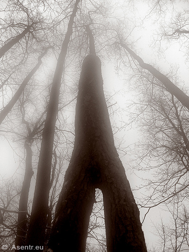 AStgabel-Idol der Nerthus