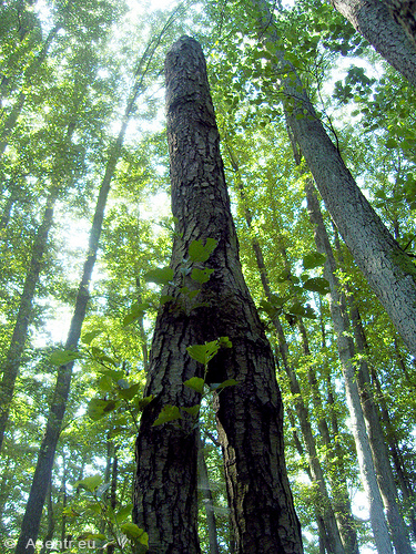 AStgabel-Idol der Nerthus