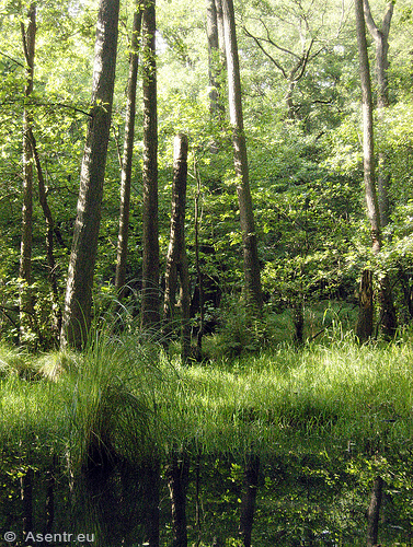 AStgabel-Idol der Nerthus