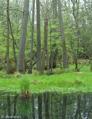 AStgabel-Idol der Nerthus