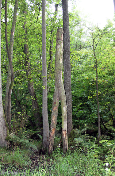AStgabel-Idol der Nerthus